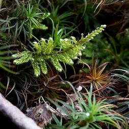 Hypnum curvifolium (greater plait moss)